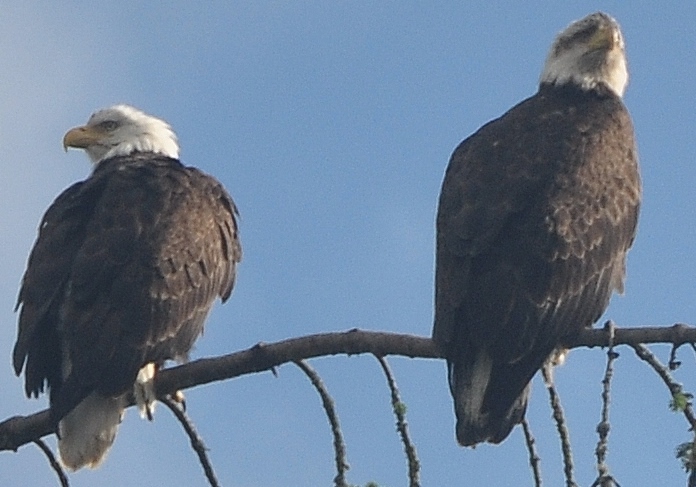 two eagles in tree top